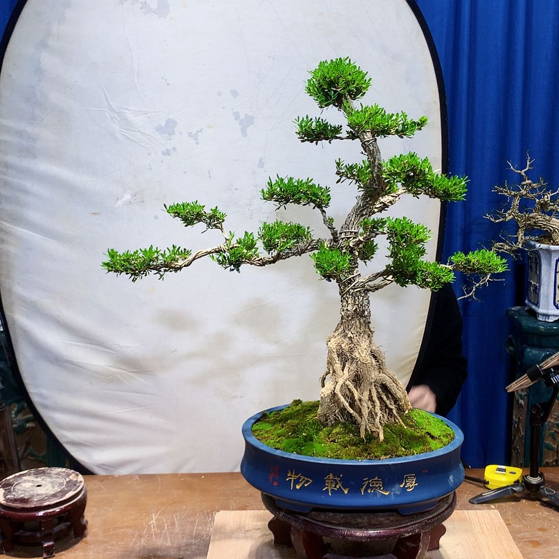 黄杨盆景一物一拍