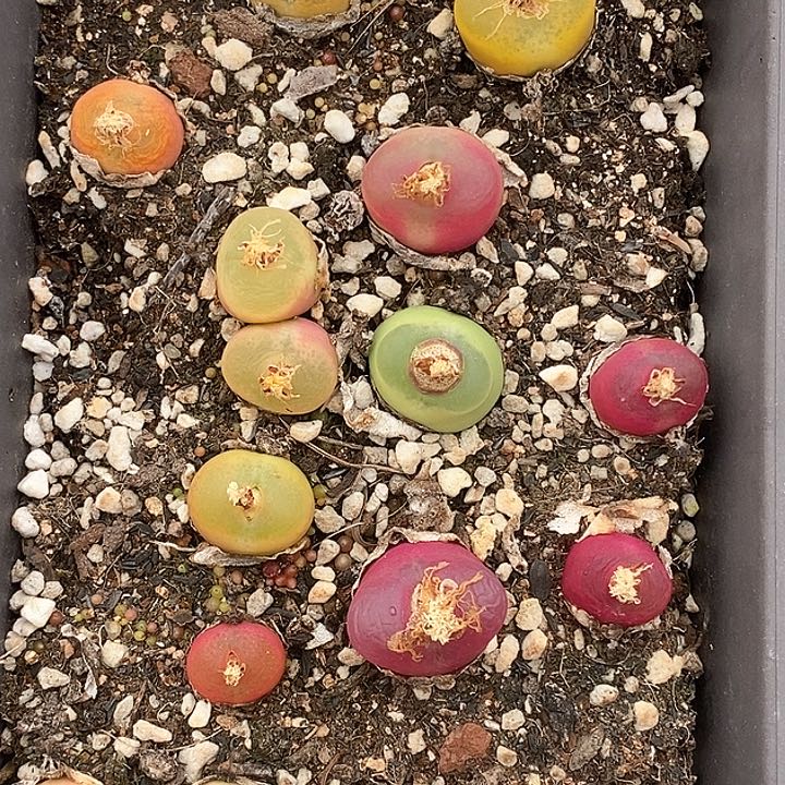 桃喜花园0126-4毛13颗