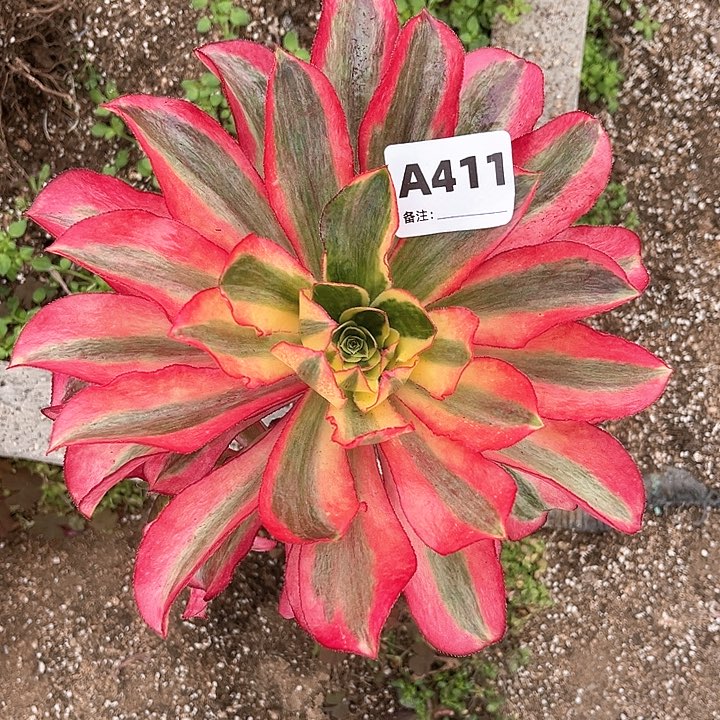 汐*陽411魅影法师植物多肉