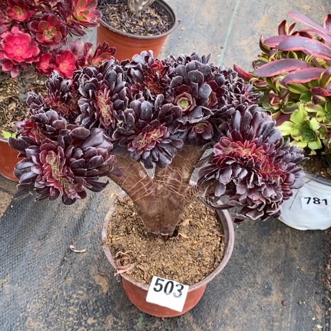 欧紫缀多肉植物法师不包损