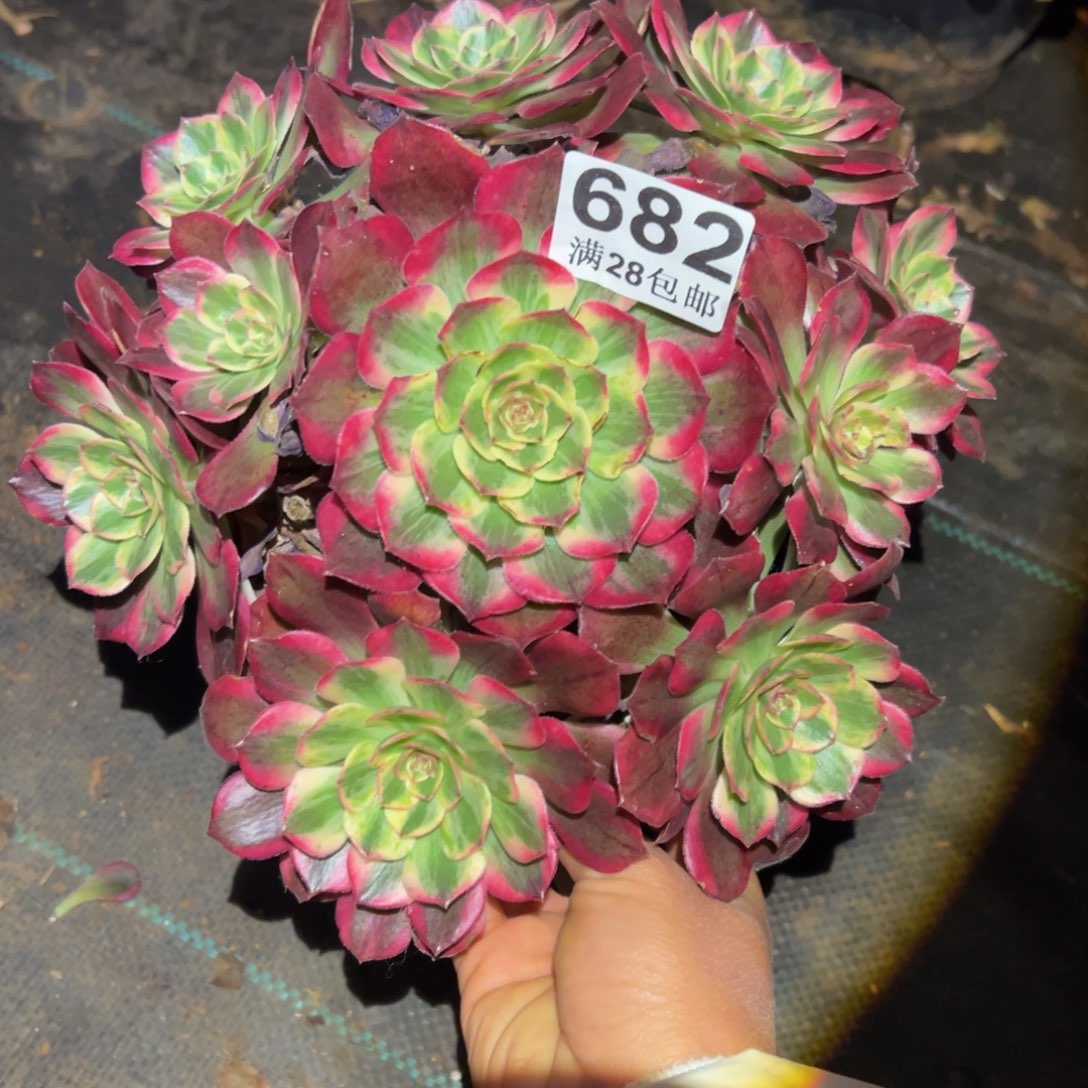 多肉植物682赤子心