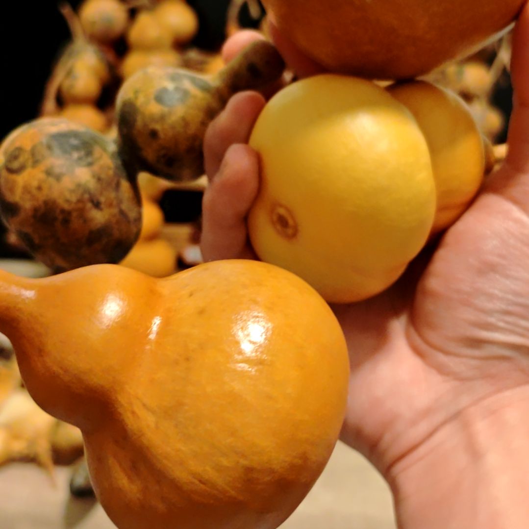 直播间专拍葫芦葫芦