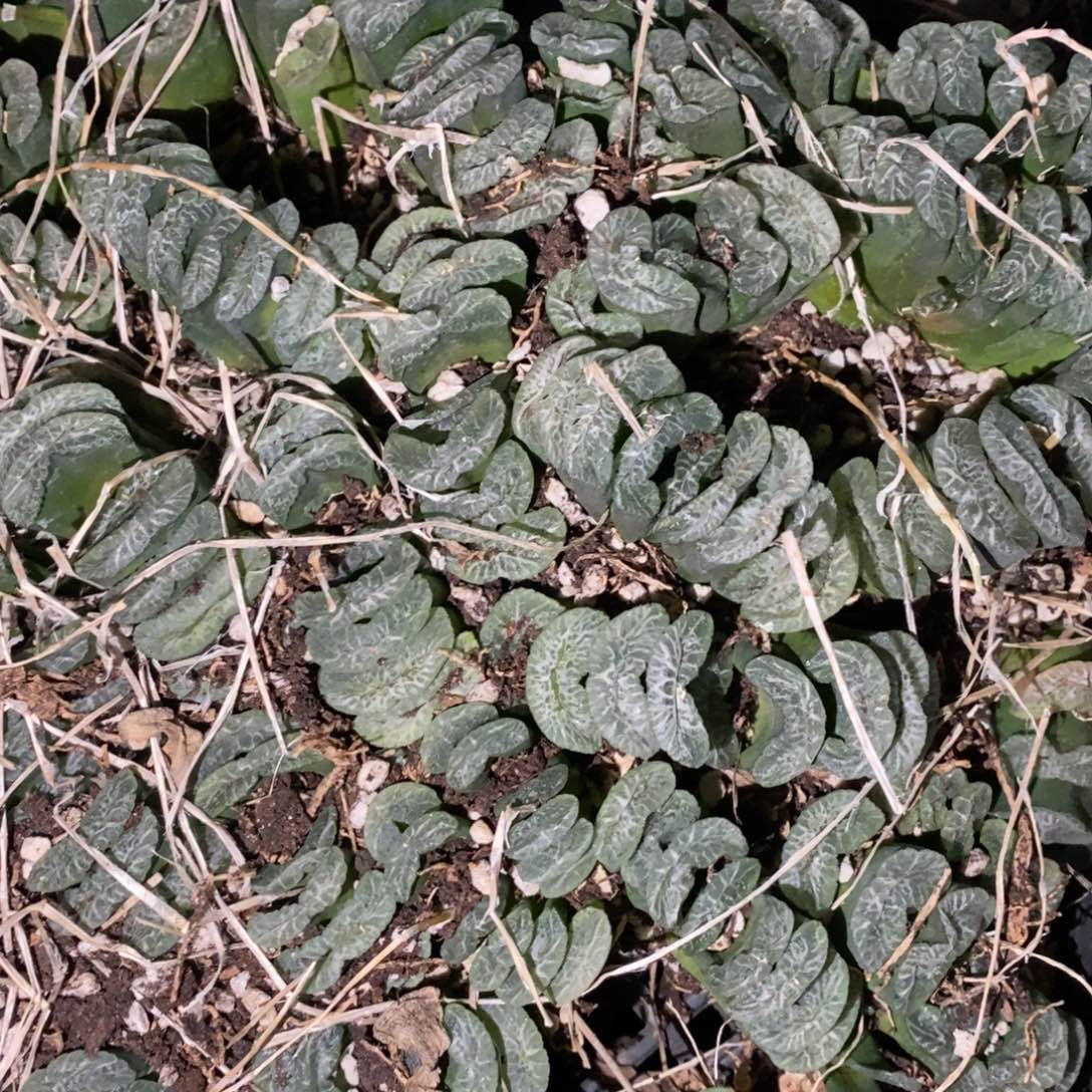 1809 一颗实生玉扇 超级福利