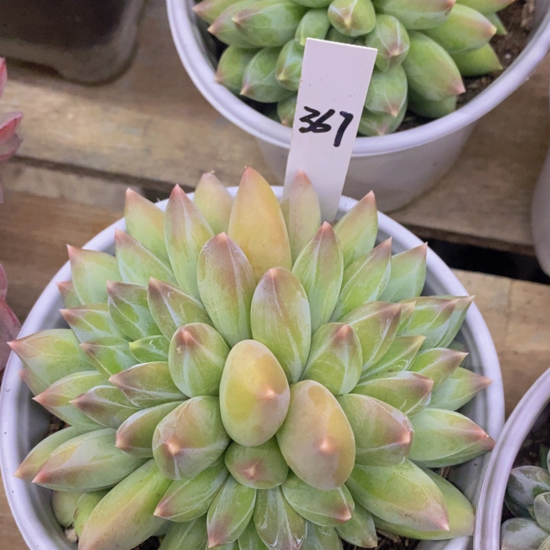 开心多肉，福利专场