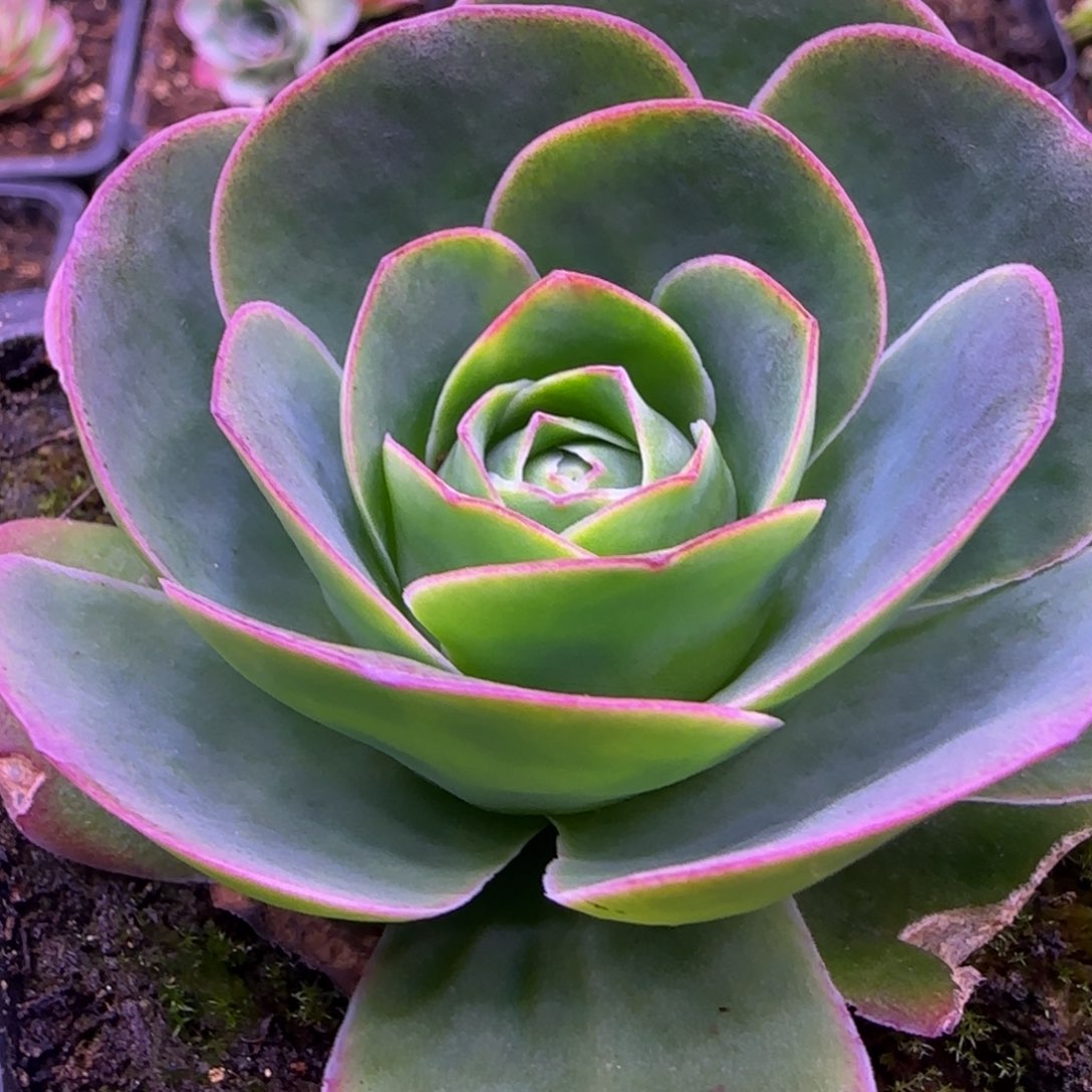 单头8厘米左右玫瑰124243553