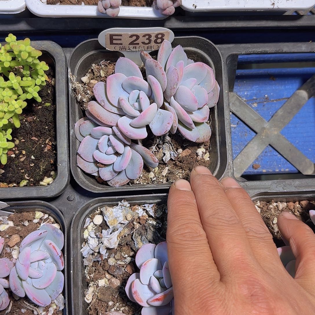 E238奶茶一物一一拍