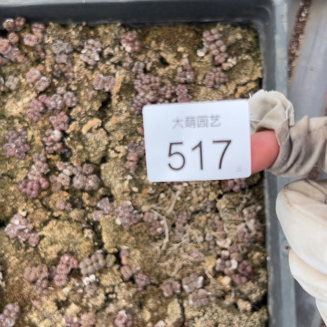 清框脱土发无售后。517