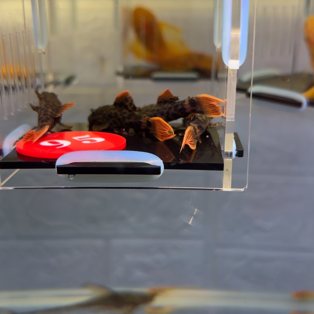 奔***王清道夫鱼95号牌帝王血钻4条，中通