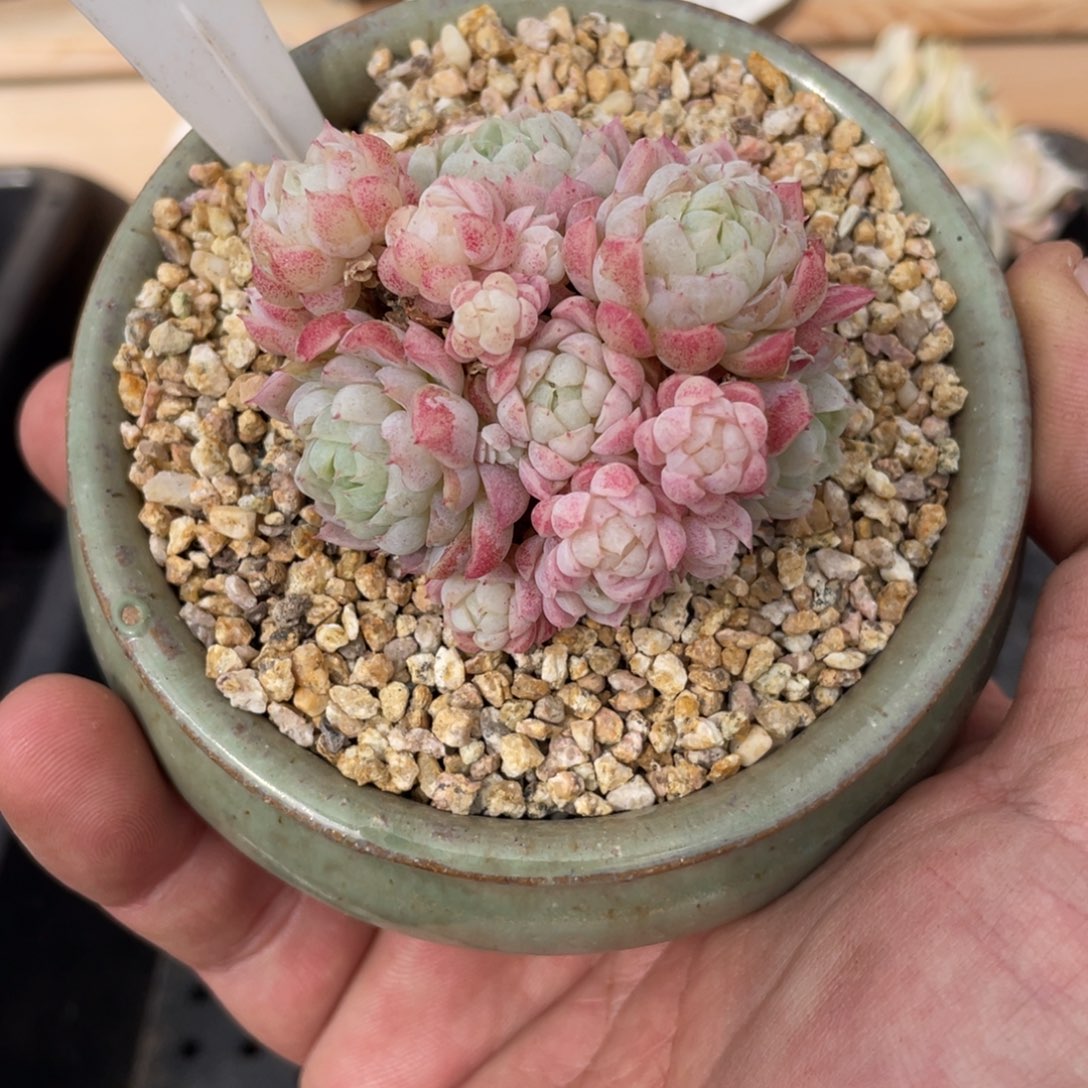 0558羊脂球不带盆6厘米