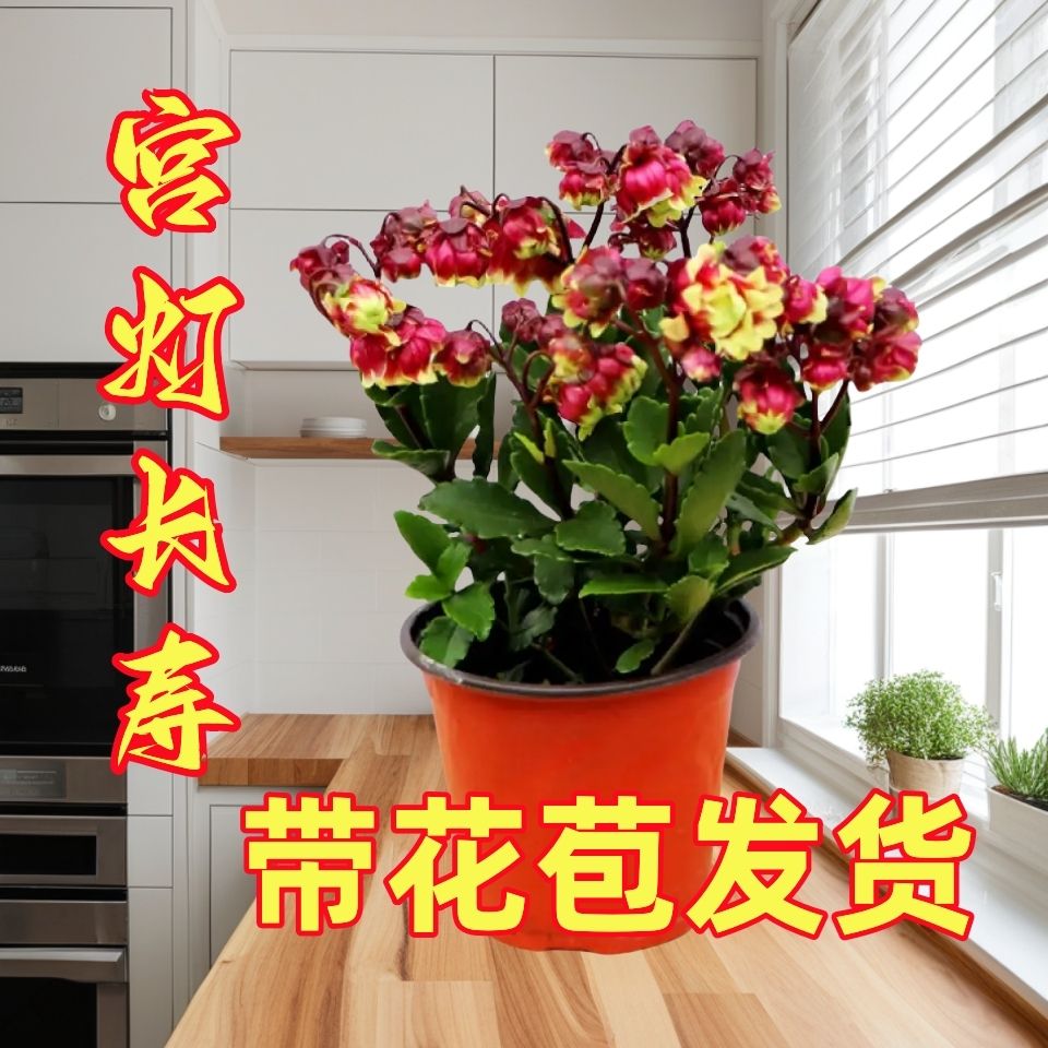重瓣宫灯长寿花苗盆栽室内绿植四季开花灯笼花卉花卉绿植盆栽