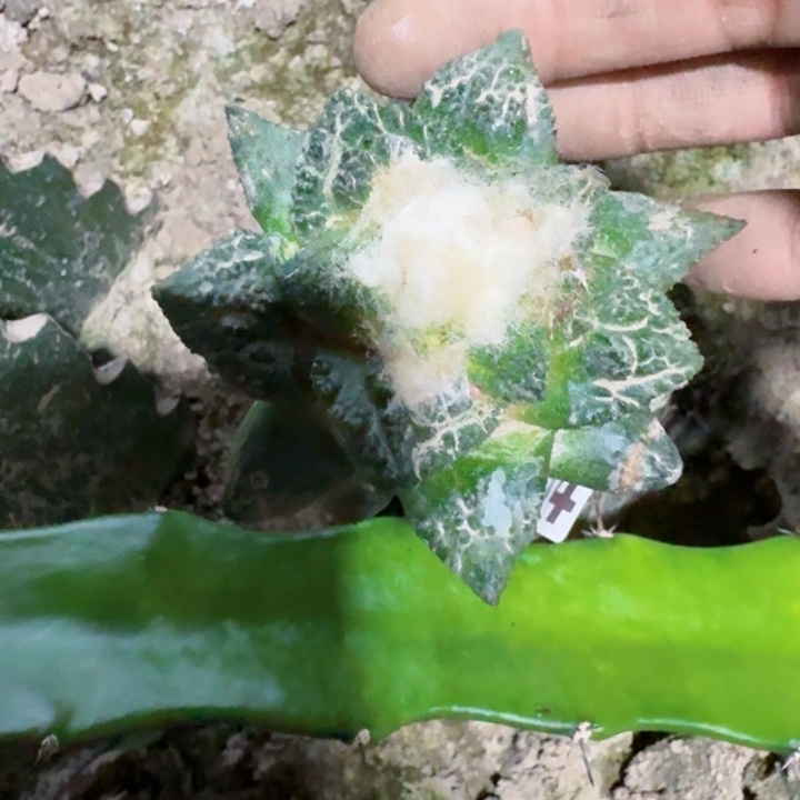 514龟甲牡丹仙人球