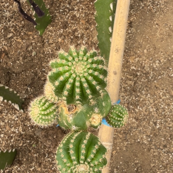 小油菜2公分无根侧牙一颗