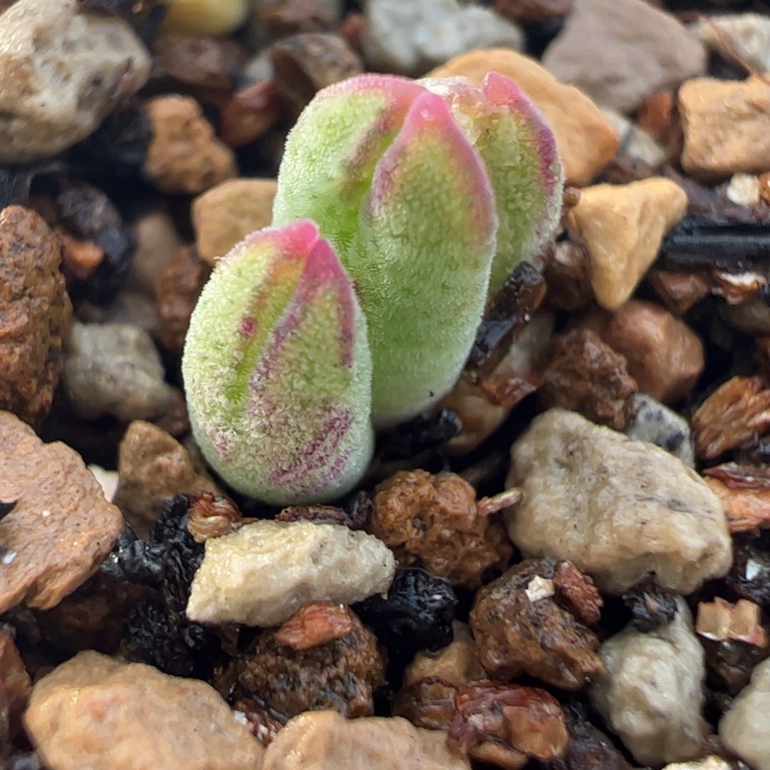 985猪蹄多肉植物百科