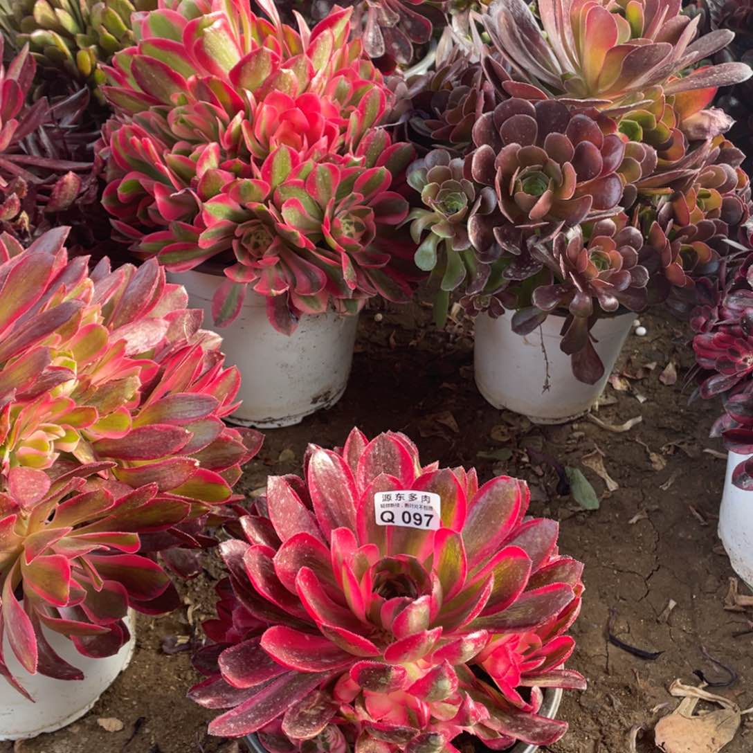 097荔枝多肉法师断枝不包