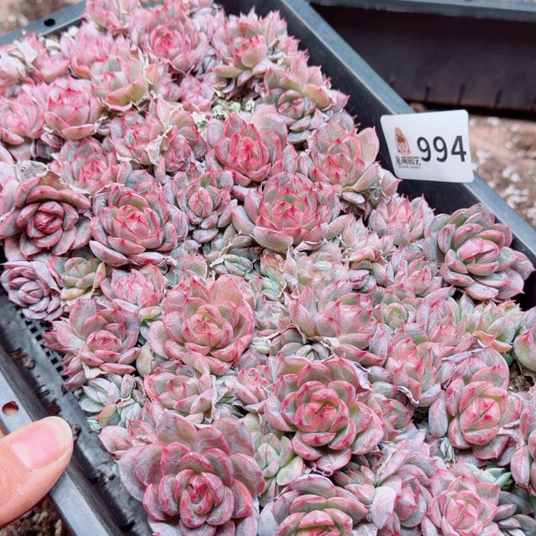 浅***浅多肉植物多肉植物