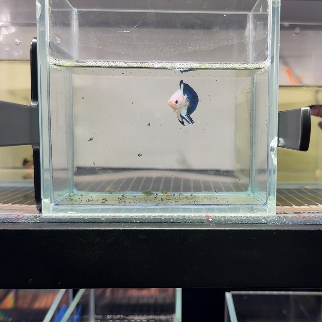 斗鱼vip青花高品质净身