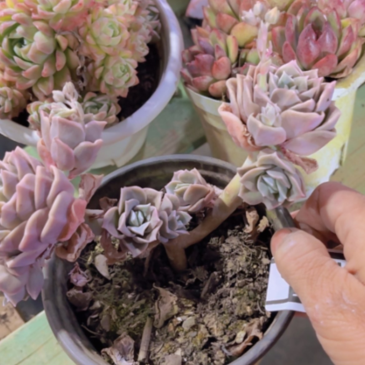 【闪购商品】可爱玫瑰17270