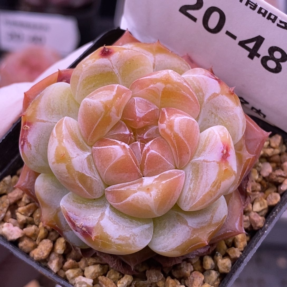 【闪购商品】20-48