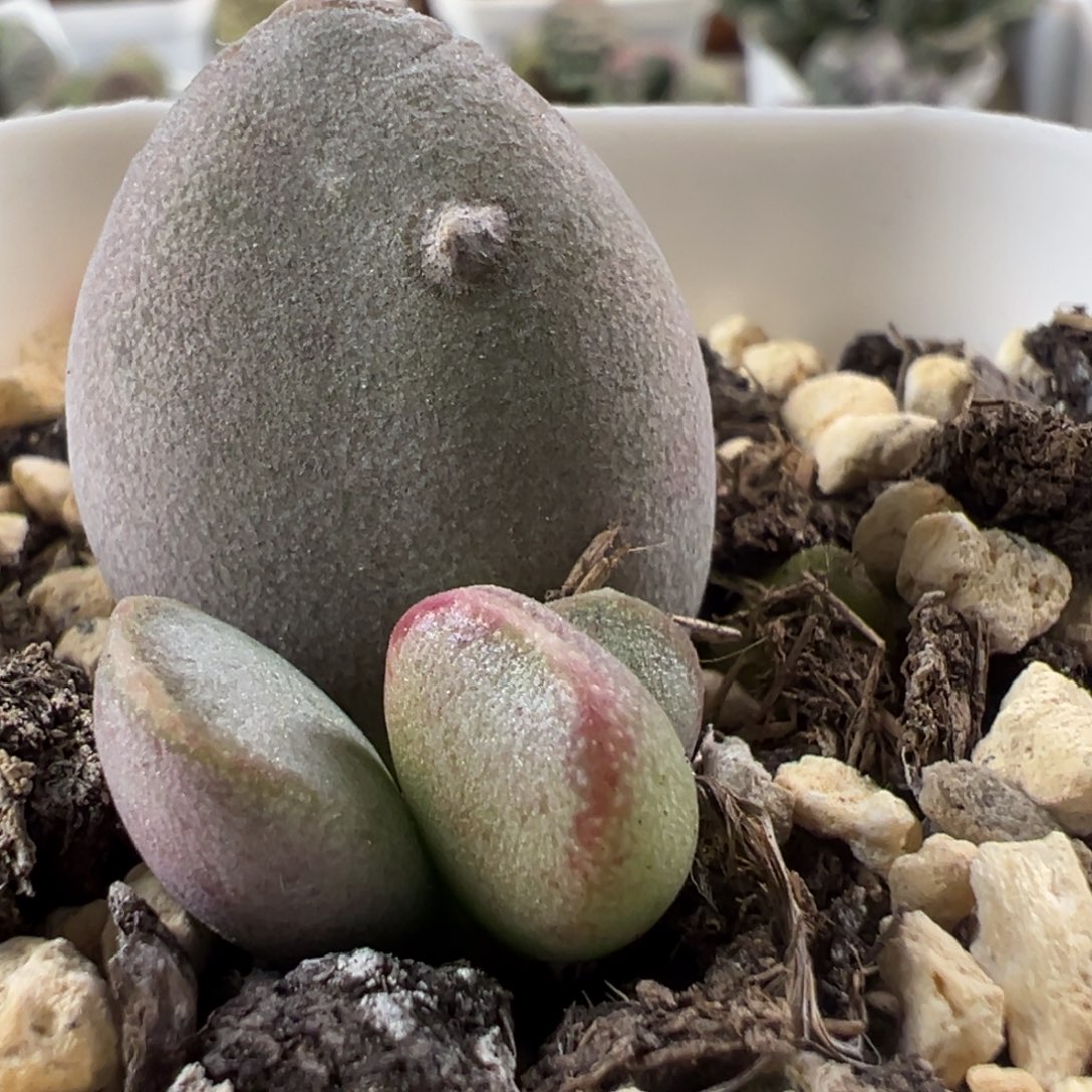 特价仙桃大苗多肉母叶有疤