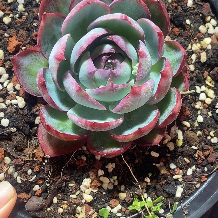 回*春节福利惊鸿仙子1710