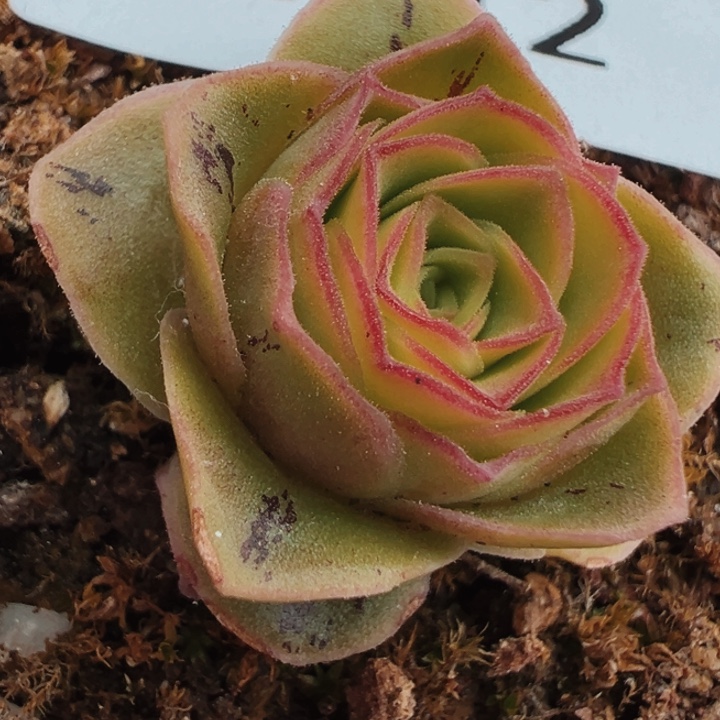 陈陈812虎毛x清欢