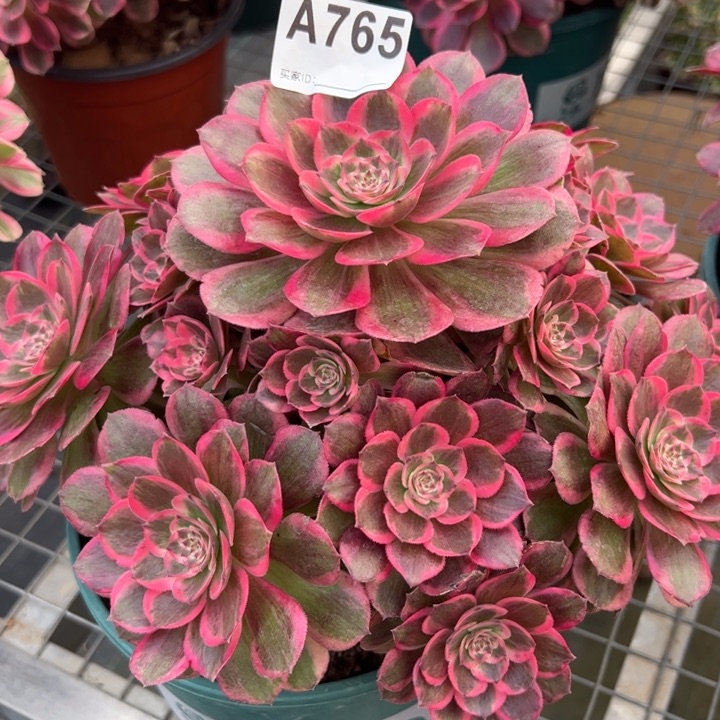 765云荷23厘米左右