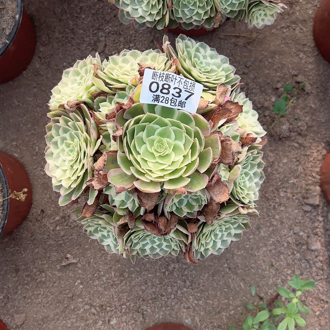 R. 837孔雀翎多肉11111