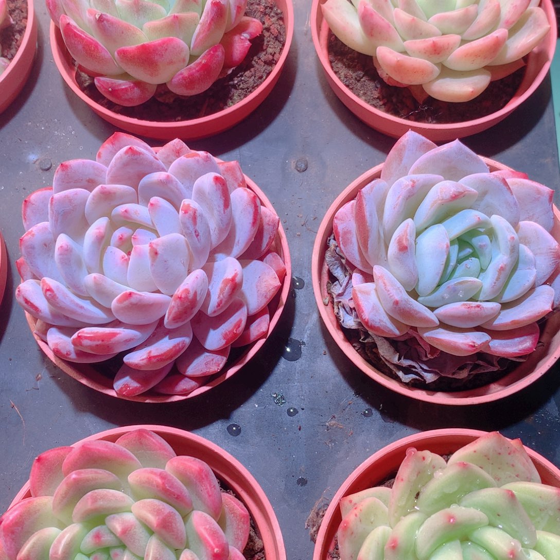 8-量拍品质保证多肉带盆9颗全单头