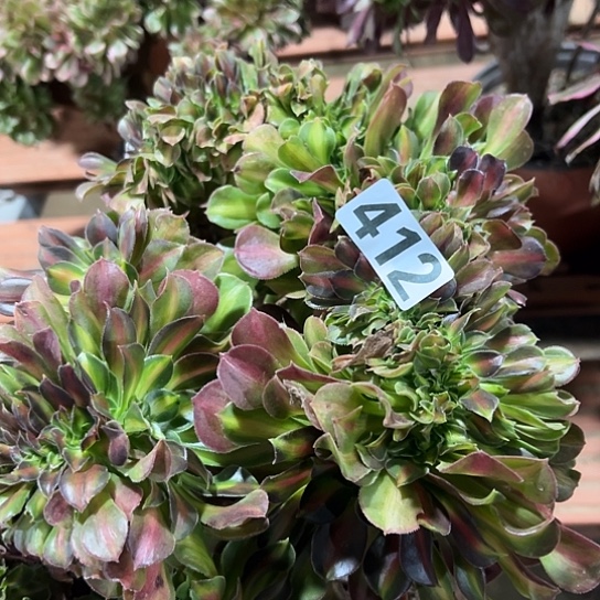 小***童多肉植物一个中班412