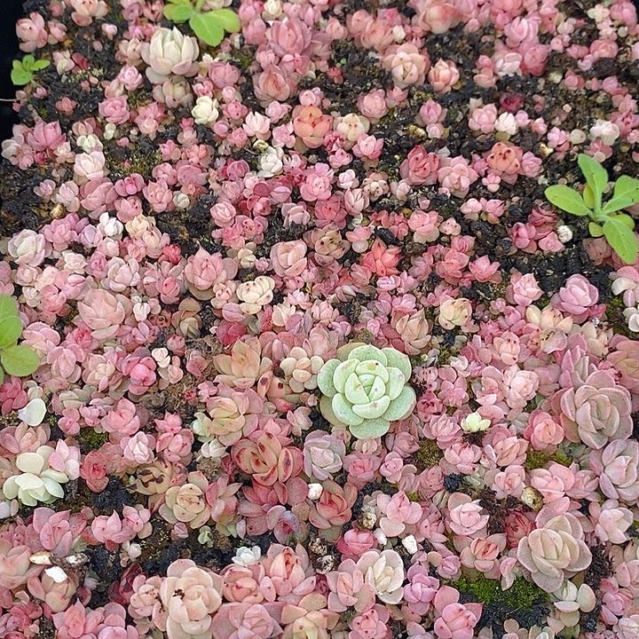 30 多肉植物盆栽花卉植物 