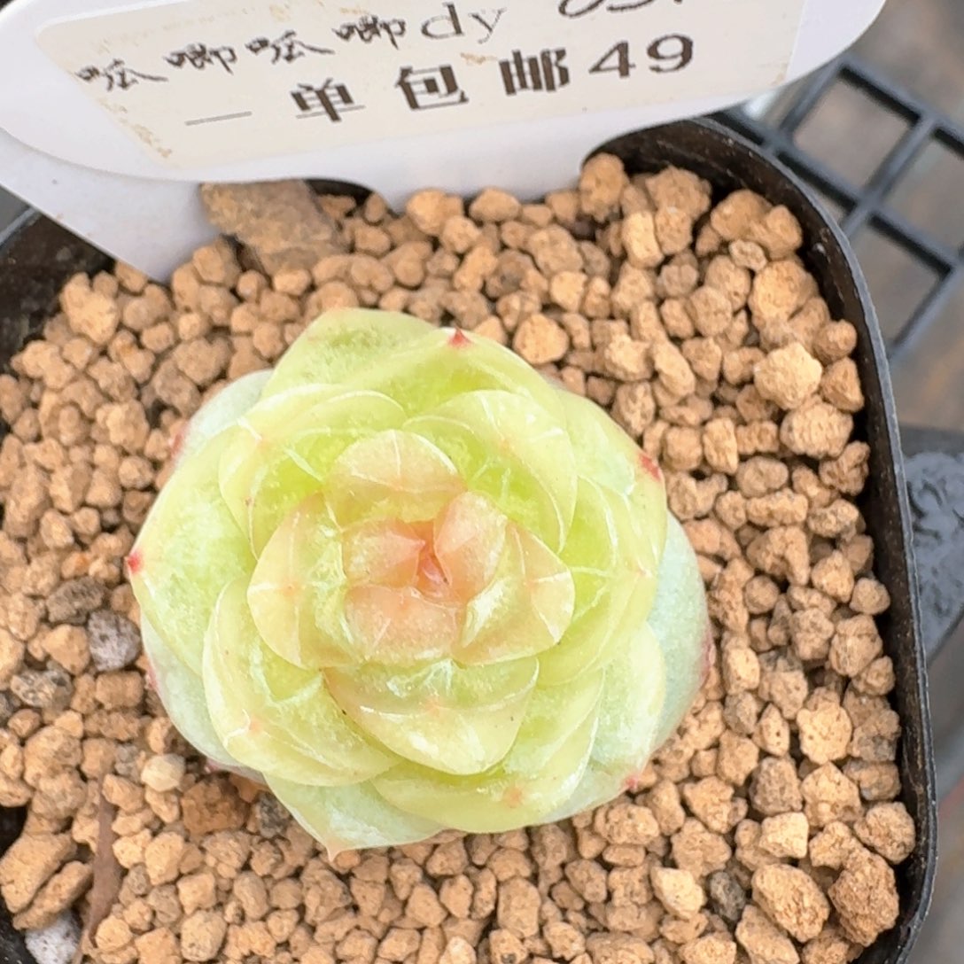 0314-049-素颜单头