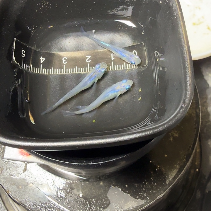 青鳉鱼28号拍品水滴3条