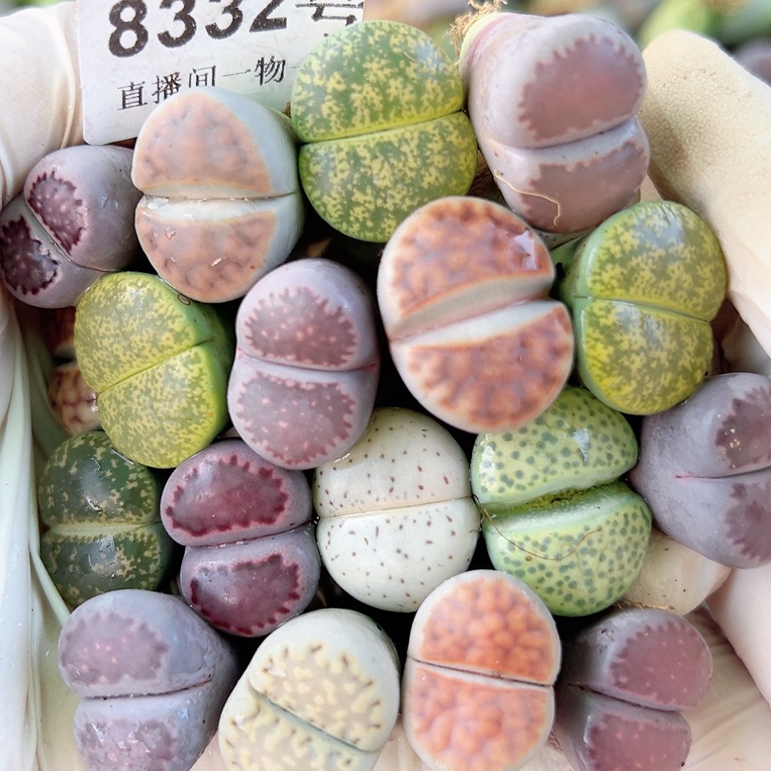 8332 好养易活生石花大母本18个