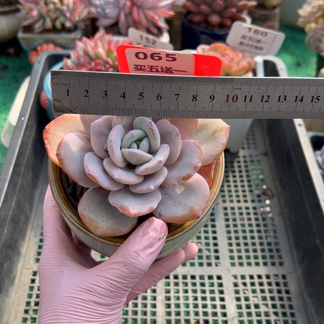 表妹精品多肉植物065.