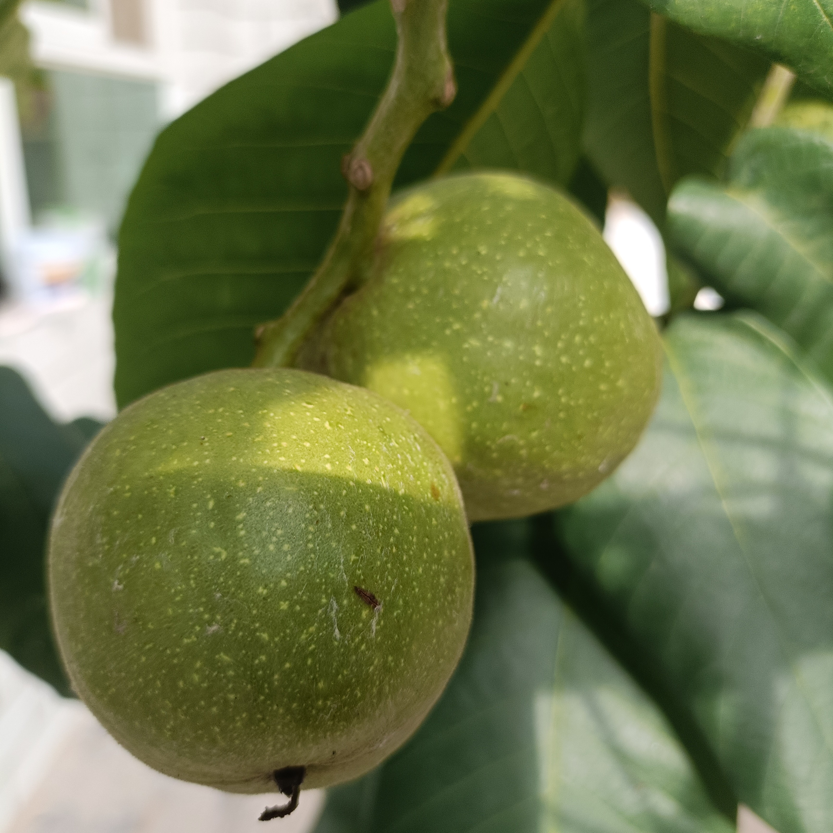 出运费送青皮核桃链接
