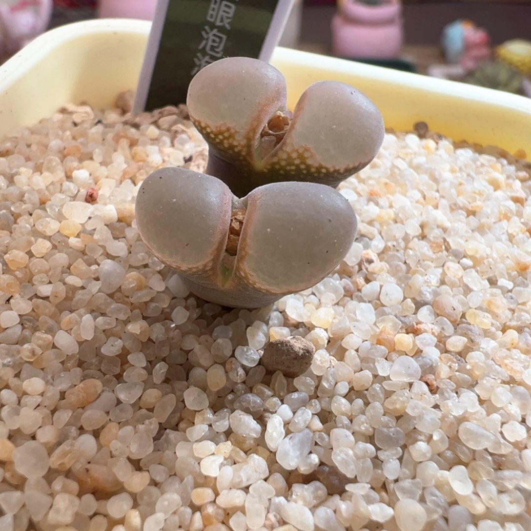 ?**酱339优选大眼泡泡双头母本