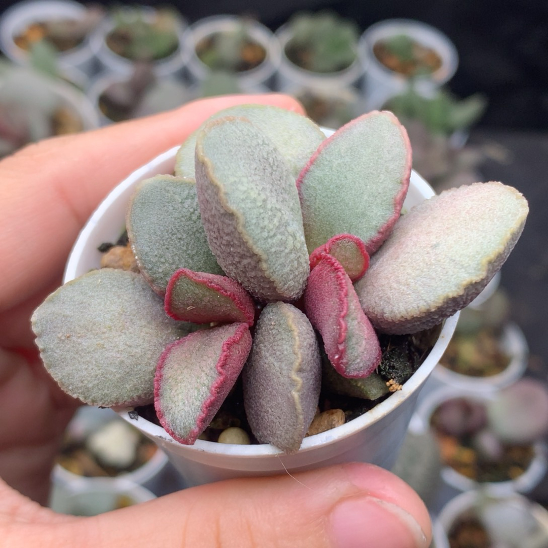 琉璃磨砂蛋水泡多肉植物 7厘米盆木质桩多头带盆发货贵货包邮