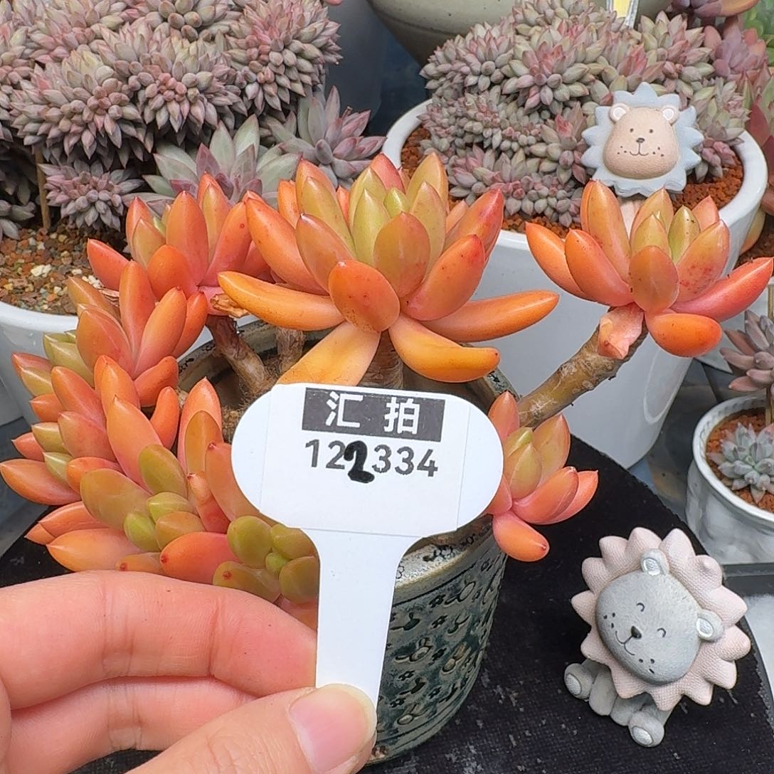 精品多肉植物122334