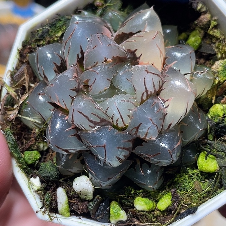 516水中月锦特选福利