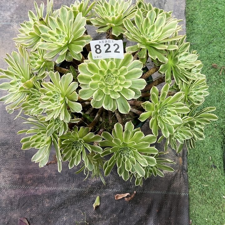 822碧浪多肉植物