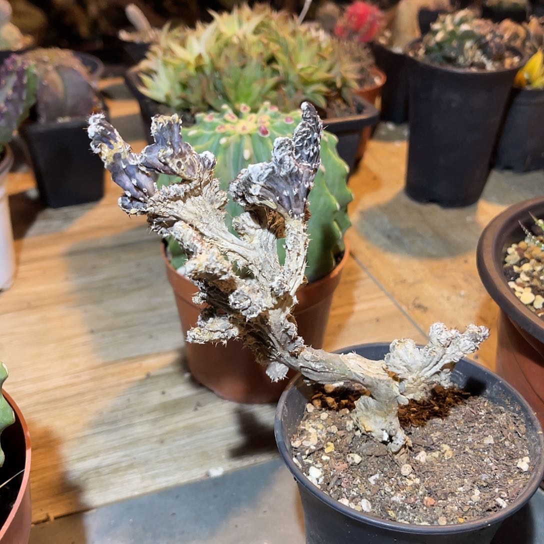 满38包邮2天凑单，脱土晾根发货多肉植物
