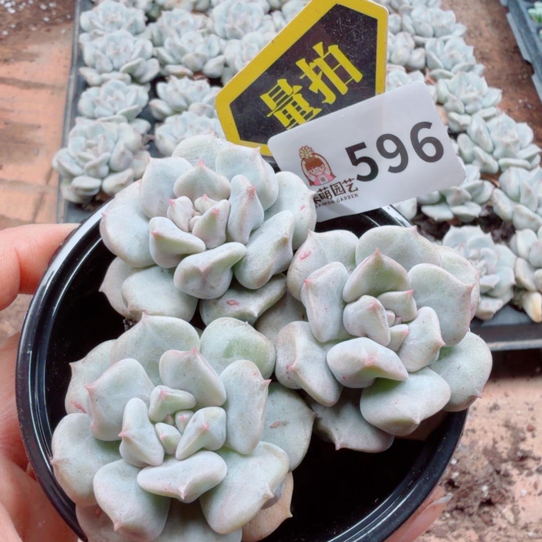 多肉植物多肉植物