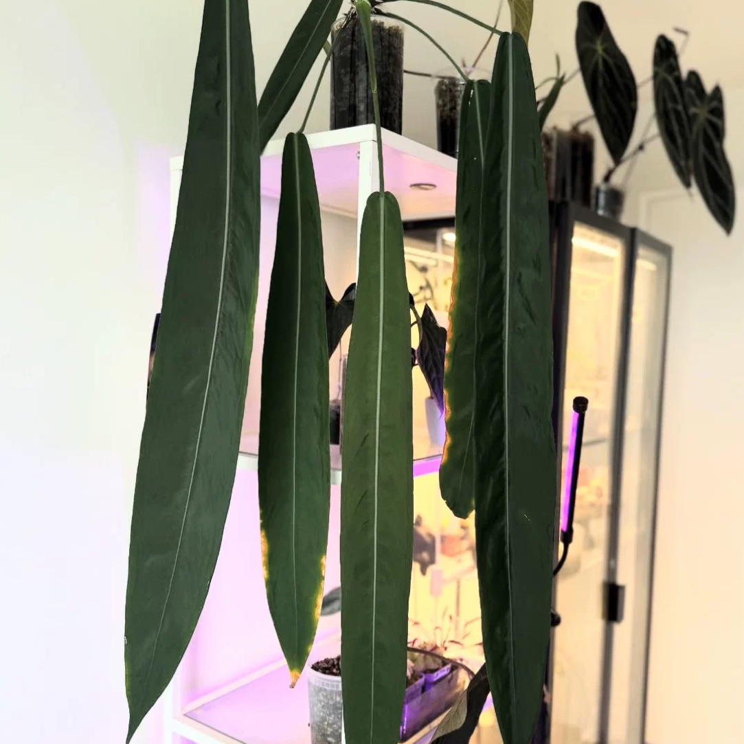银脉丝绸领带花烛Anthurium pallidiflorum新手热植