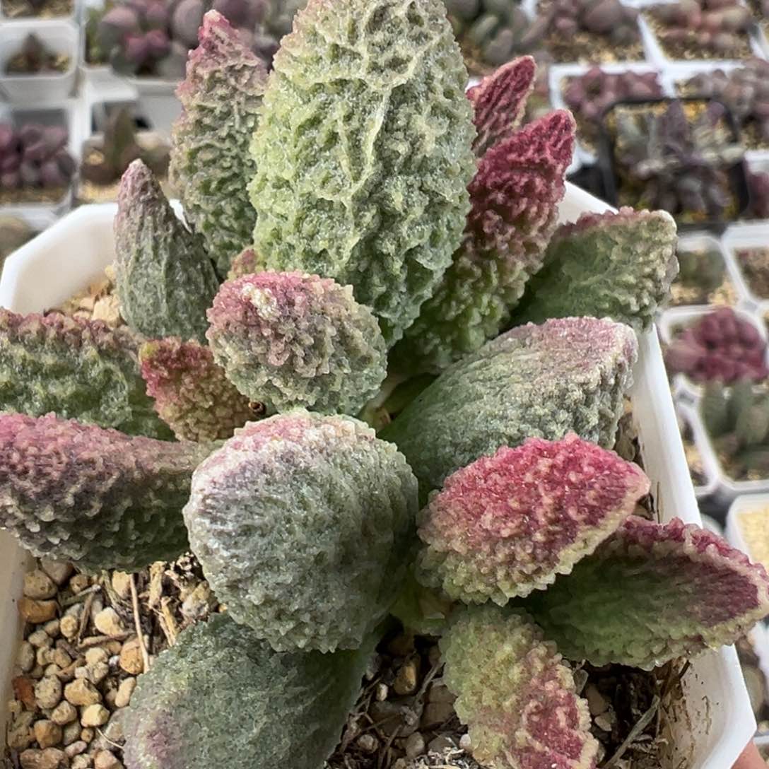 苍龙老桩纹路款多肉植物水泡