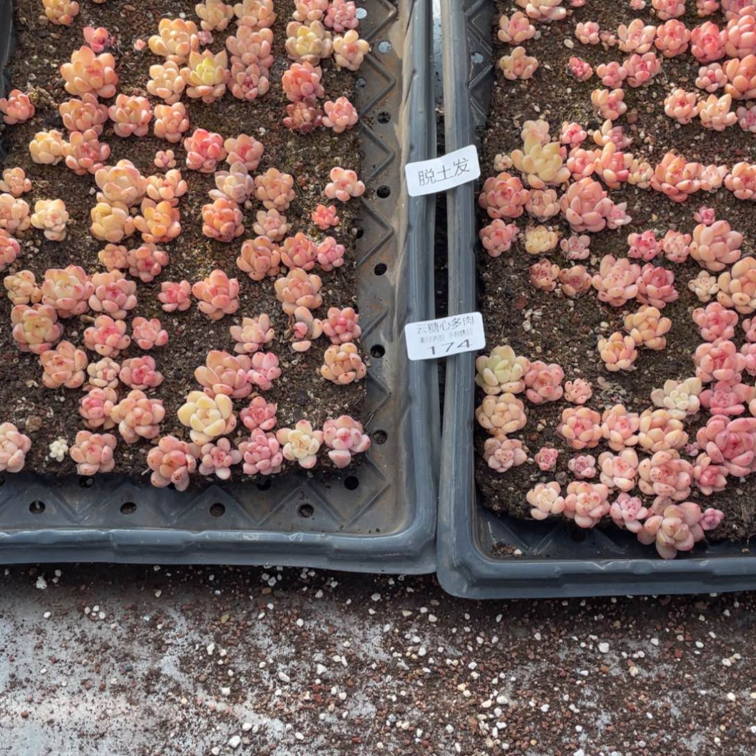 云糖心多肉植物174