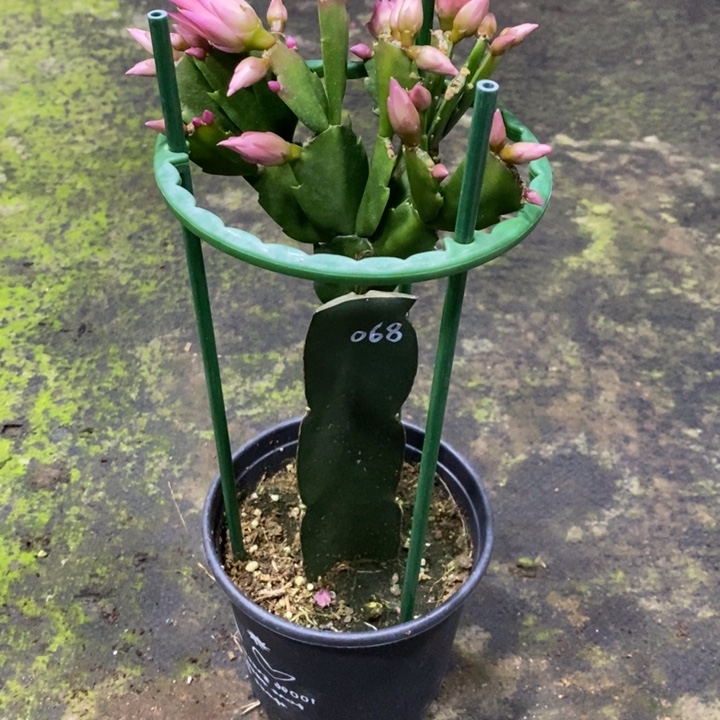 桌***人AN068复色重瓣蟹爪兰