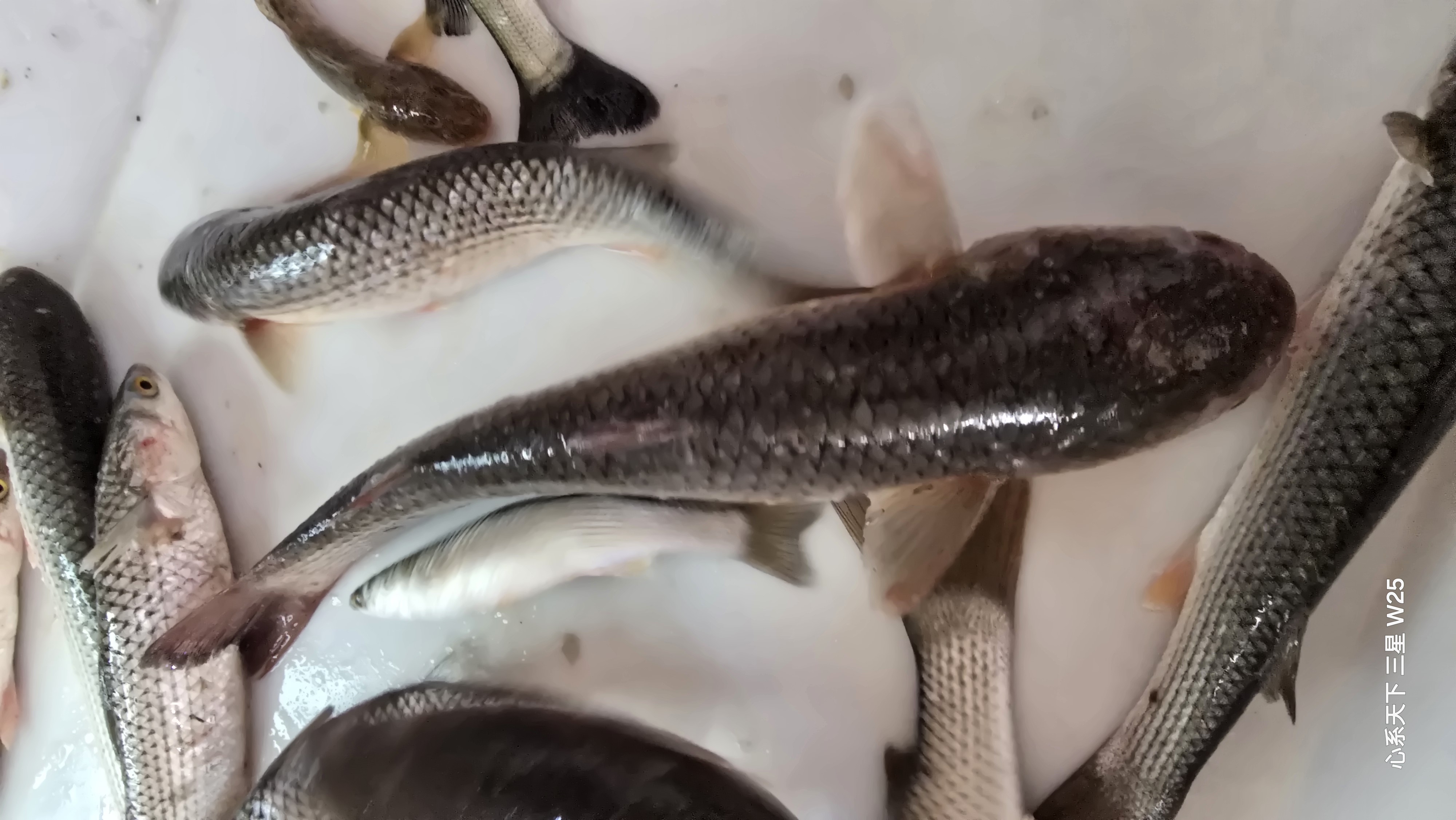 汉沽本地梭鱼，油肠子