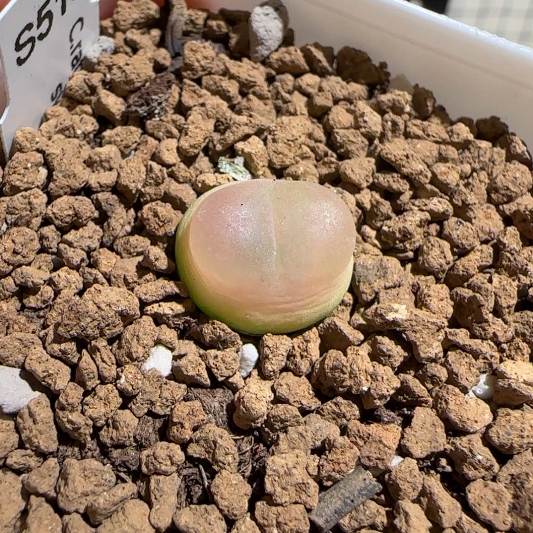 肉锥多肉植物组合-sh1200拉登742