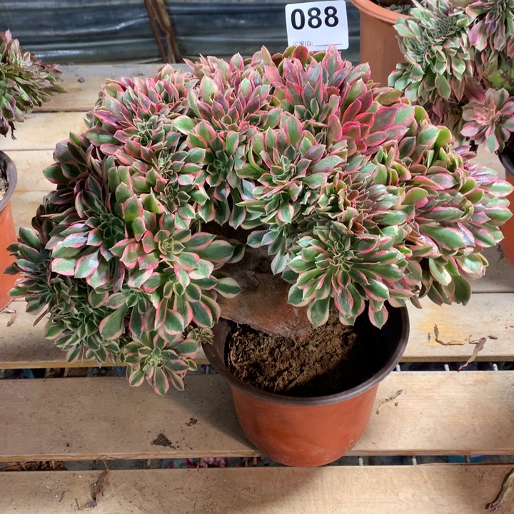 088女神缀多肉法师