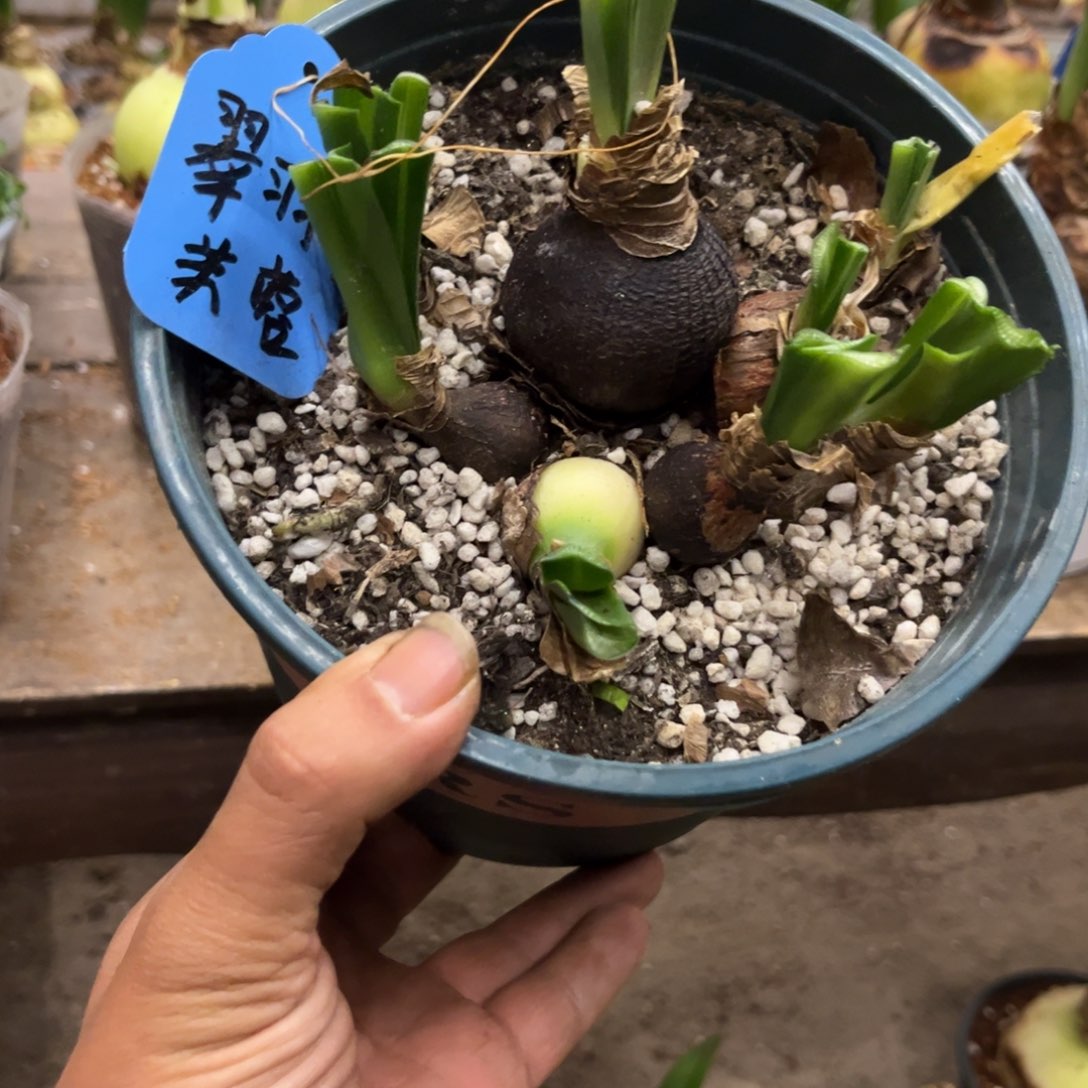 安***7翠羽芙蓉朱顶红带盆